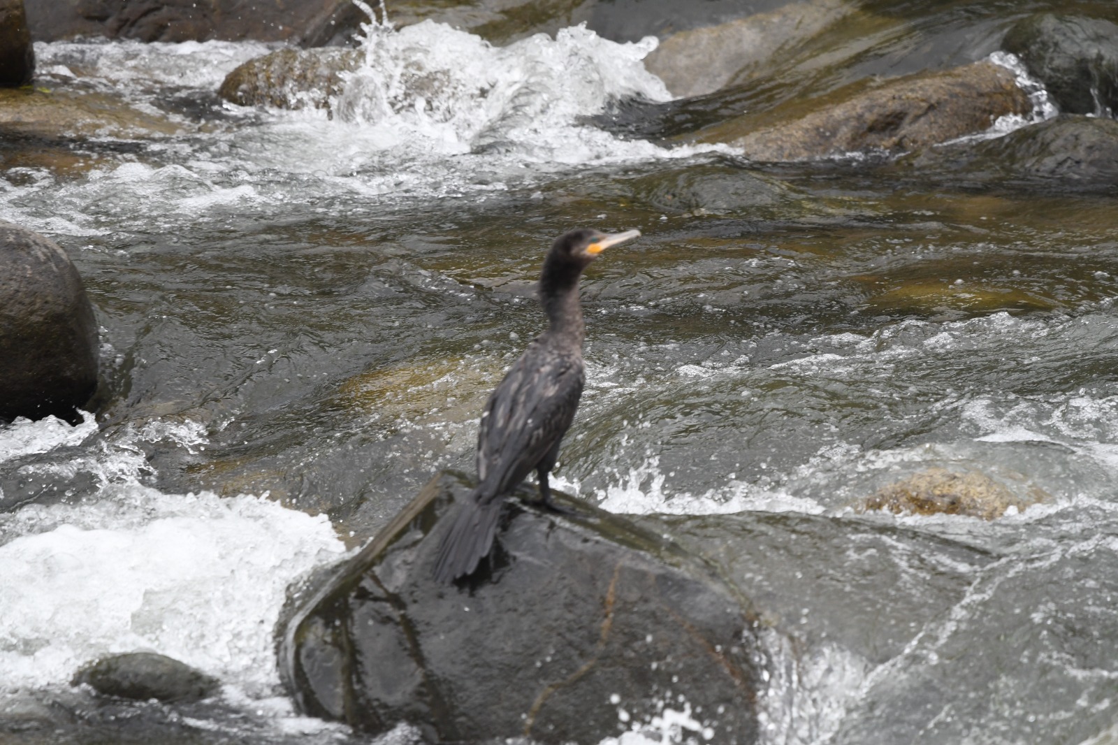 Cormoran neotropical